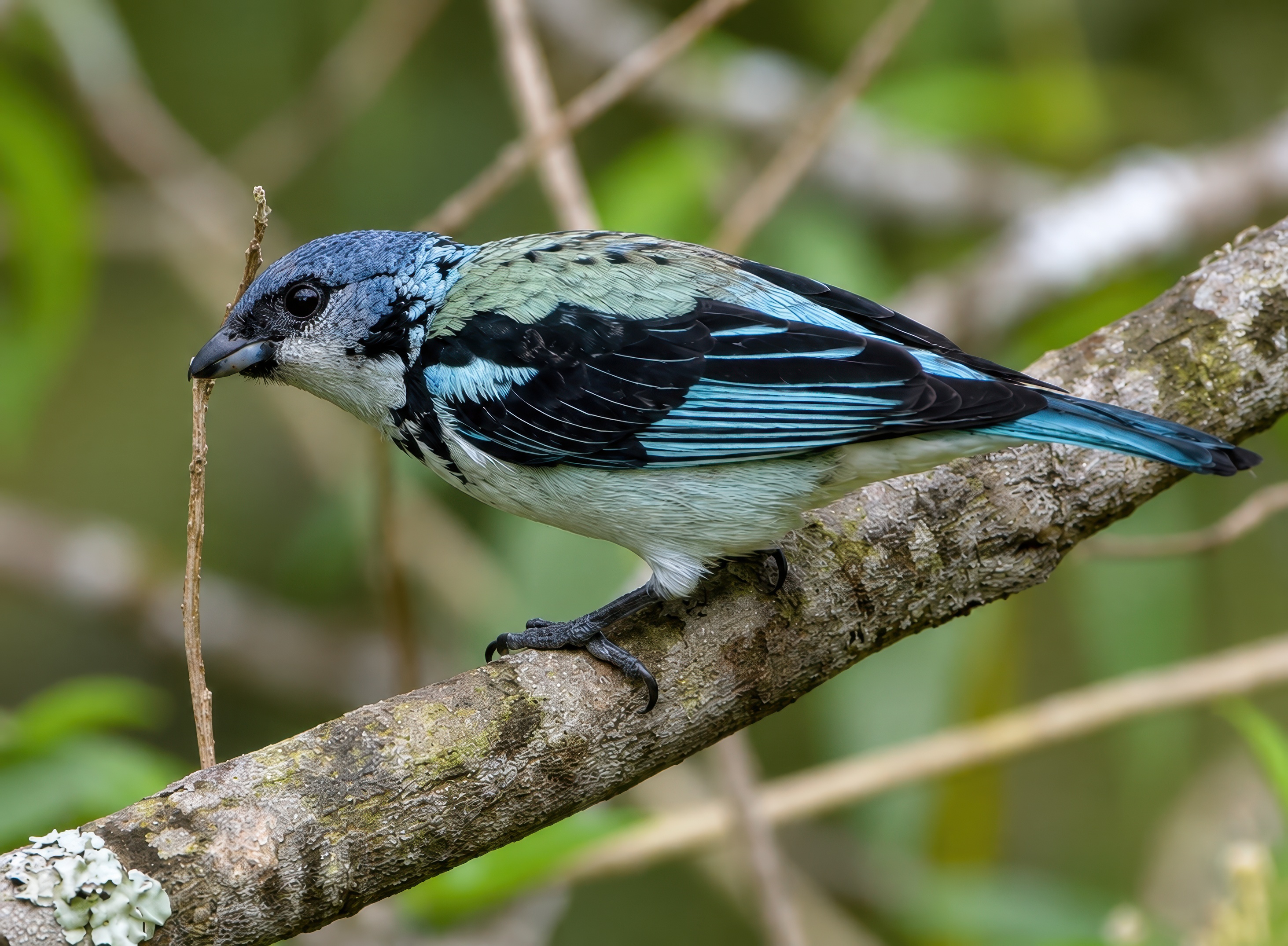 Azure-rumped Tanager