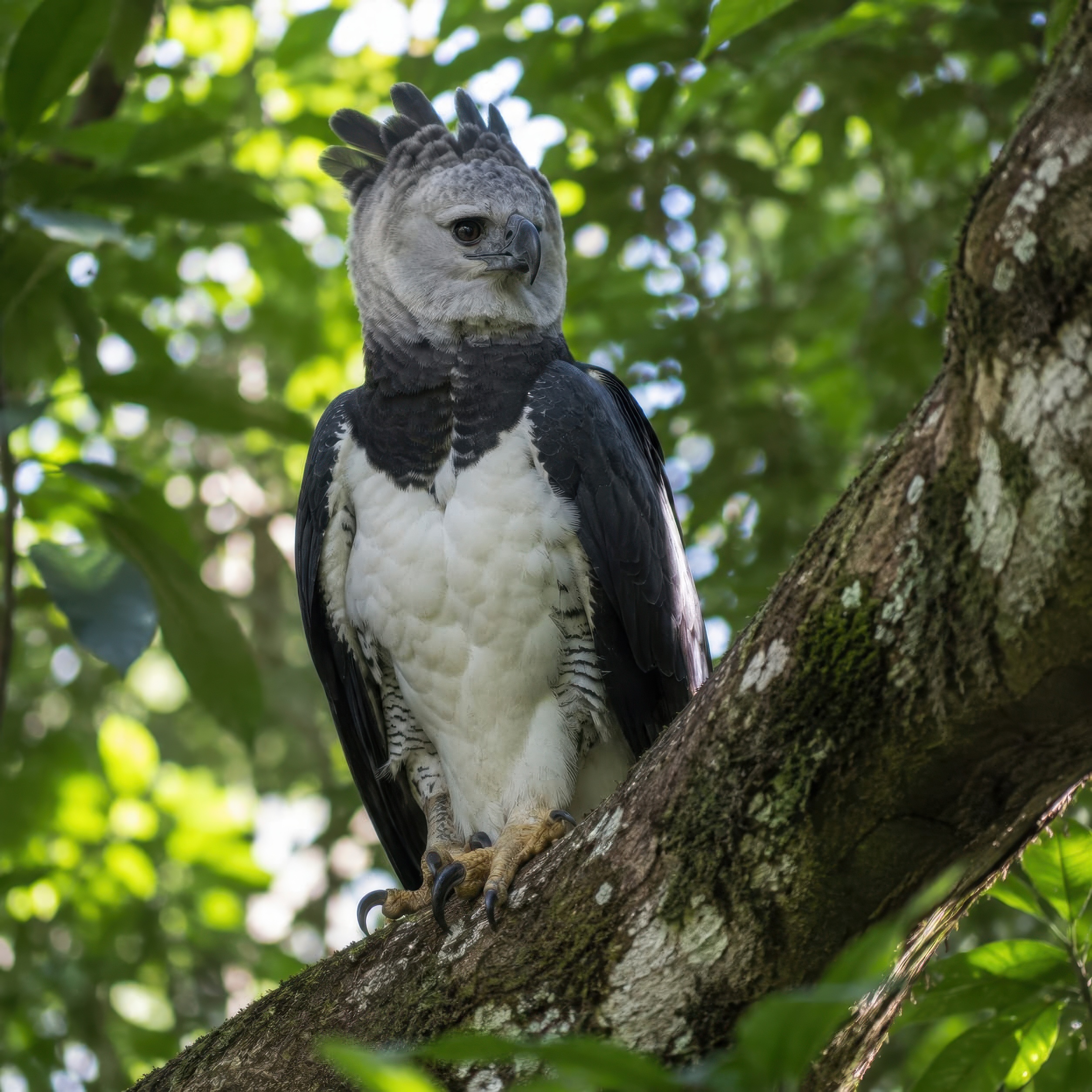 The Guardian — Harpy Eagle