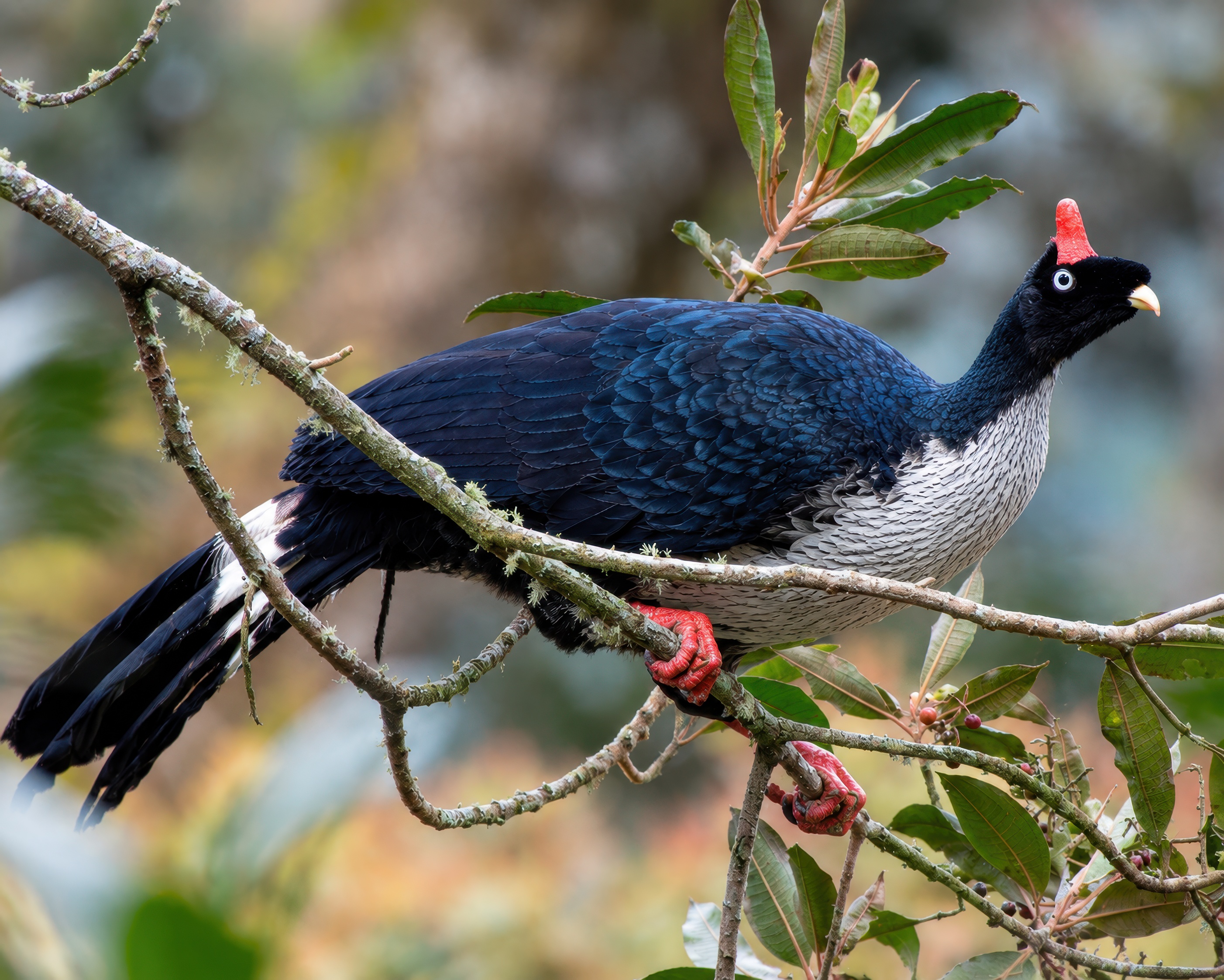 Horned Guan